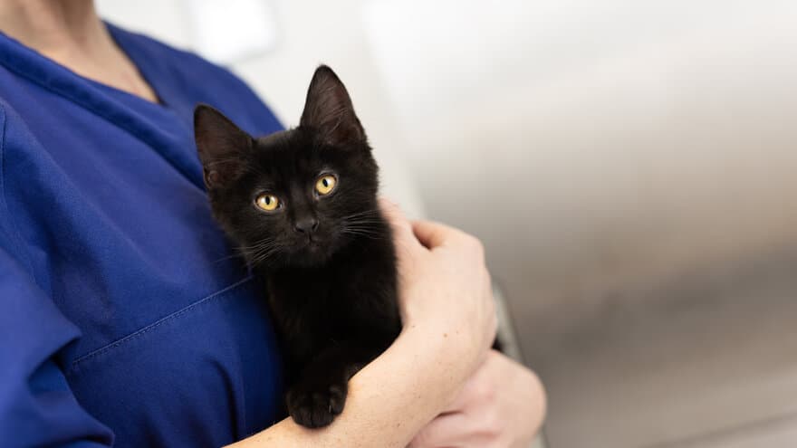 Bildet viser en svart kattunge som holdes av en dyrepleier.