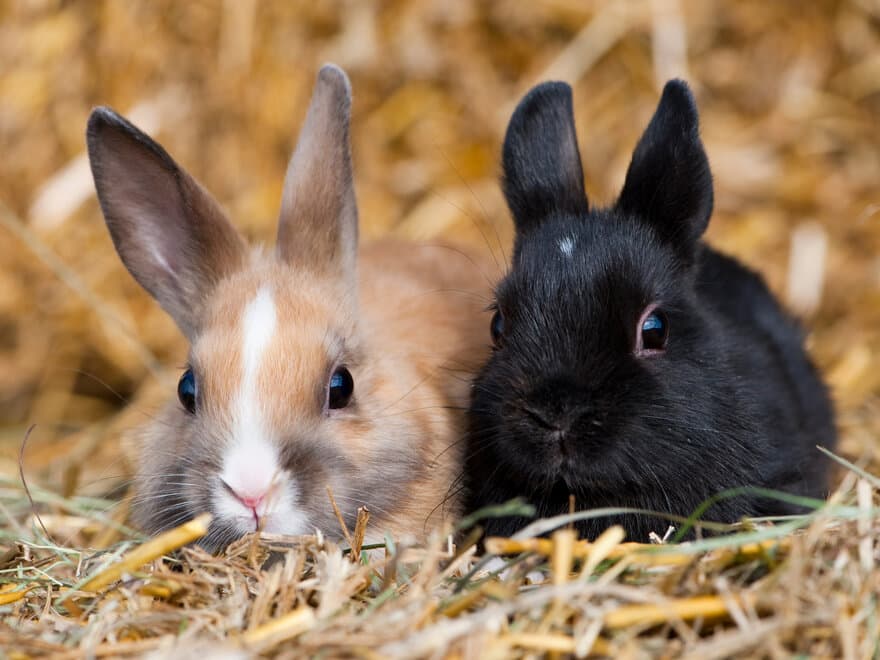 Kaniner kan lett fryse om vinteren. Som eier må du sette deg inn i hva kaninene trenger og gradvis venne dem til kaldere vær. De trenger også isolert hus, god helse, løpeplass og alltid tilgang på mat og vann.