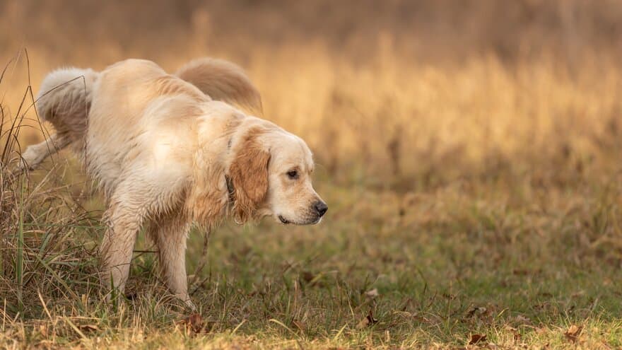 Golden retriever hund tisser på høyt gress.
