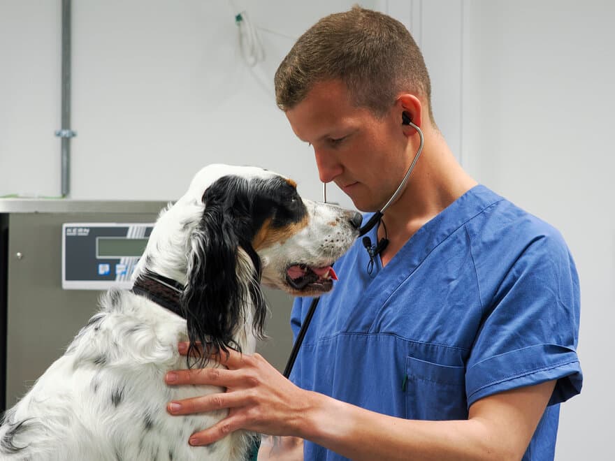 Bildet viser en veterinærstudent som gjør en helseundersøkelse av en hund. Studenten bruker stetoskop og ser konsentrert ut.