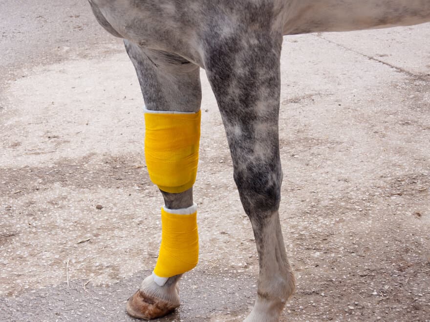 Bildet viser en hest med bandasje på beinet.