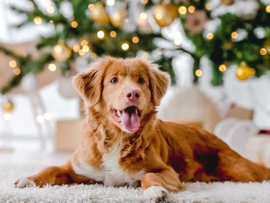 Hund som ligger foran et juletre.