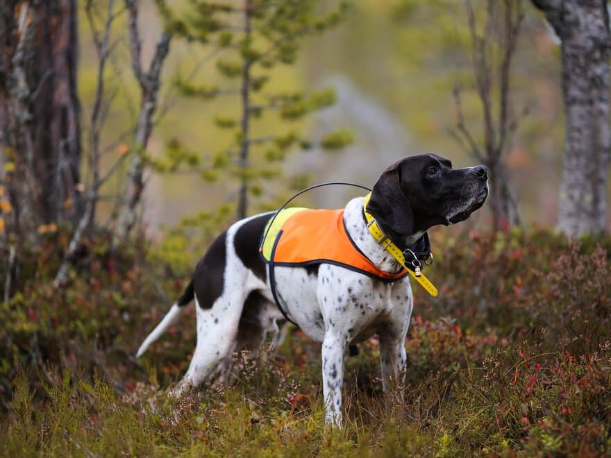 Bildet viser en pointer-hund som har på seg oransje vest og gps-halsbånd. 