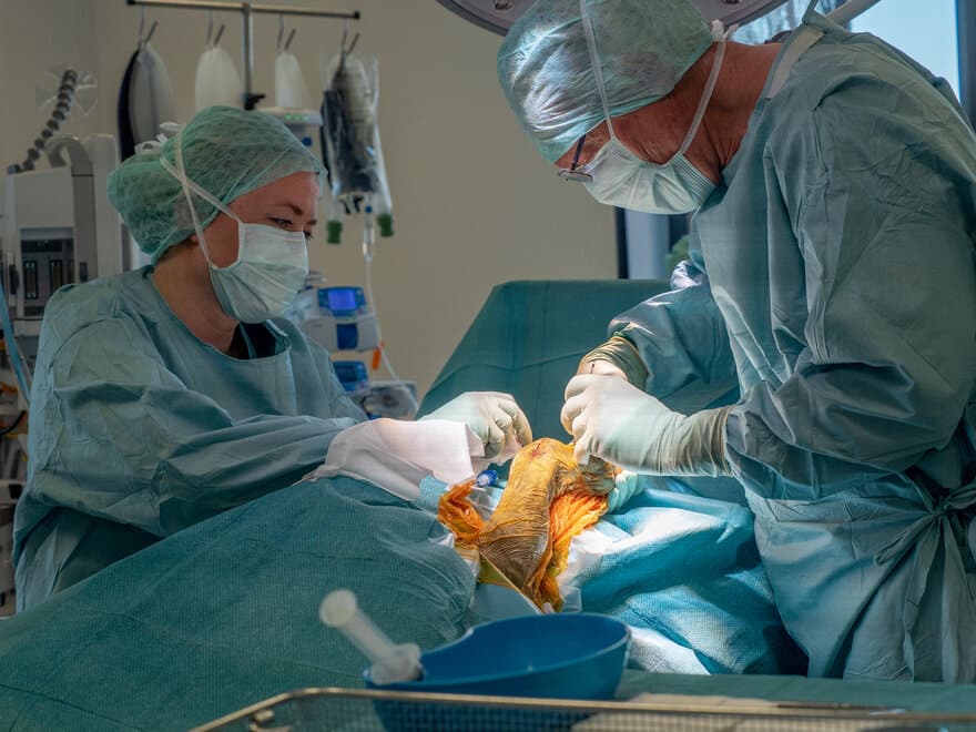 Ortopedisk operasjon ved Dyresykehuset – smådyr.