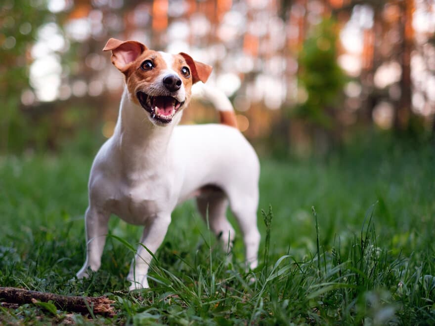 På bildet vises en Jack Russell Terrier. Dyresykehuset – smådyr søker små hunder med korsbåndssykdom til en studie om beste behandlingsmetode. Deltakelse i studien, inkludert all behandling, er gratis for eier.