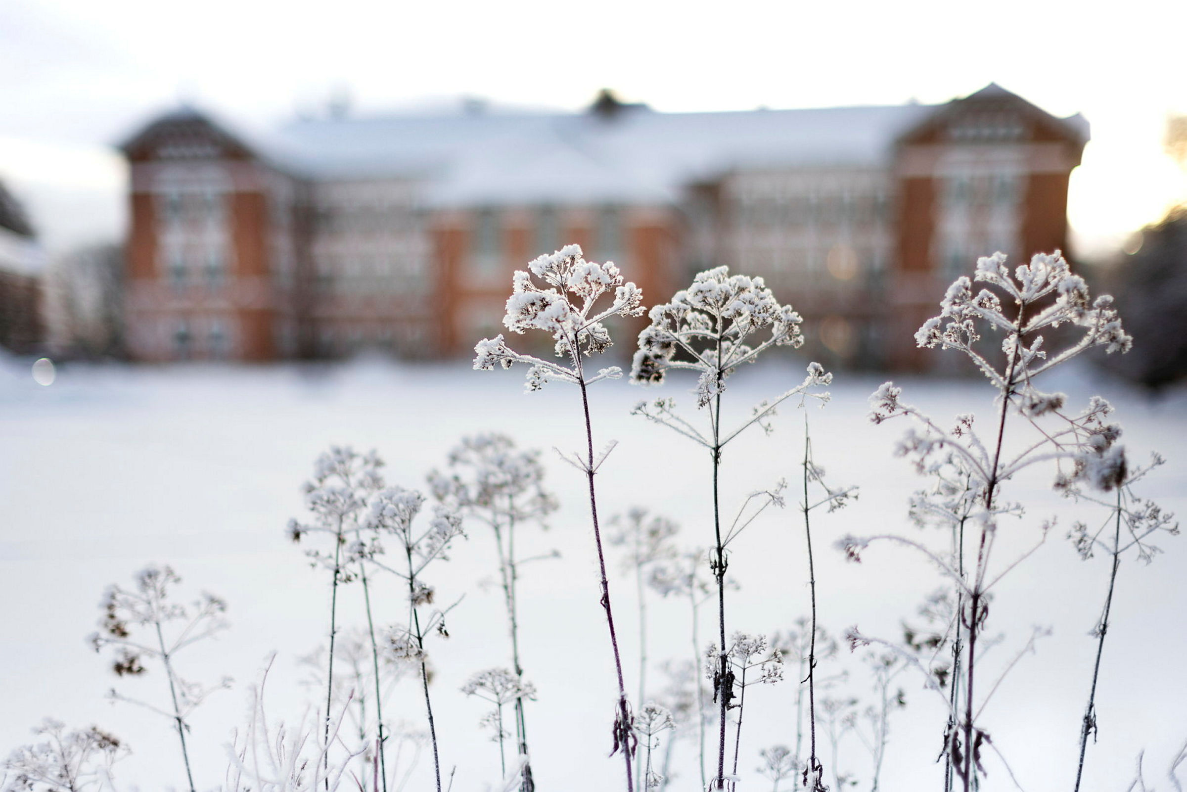 Vinterbilder av campus januar 2024