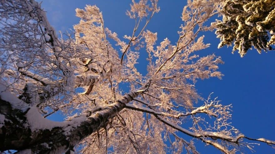Under winter's spell how trees slumber until spring.jpg