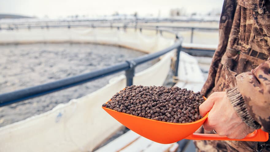 Fish farm worker holds scoop of pelleted feed