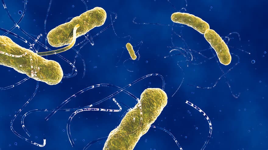 EHEC-bakterien