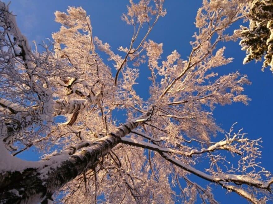 Under winter's spell how trees slumber until spring.jpg
