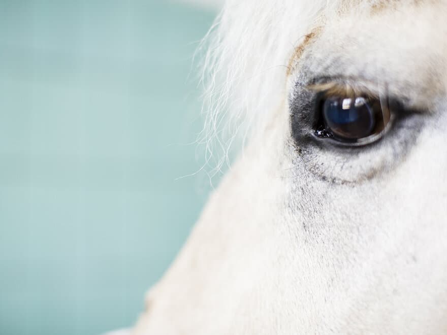 Nærbildet av en hvit hest med brunt øye.