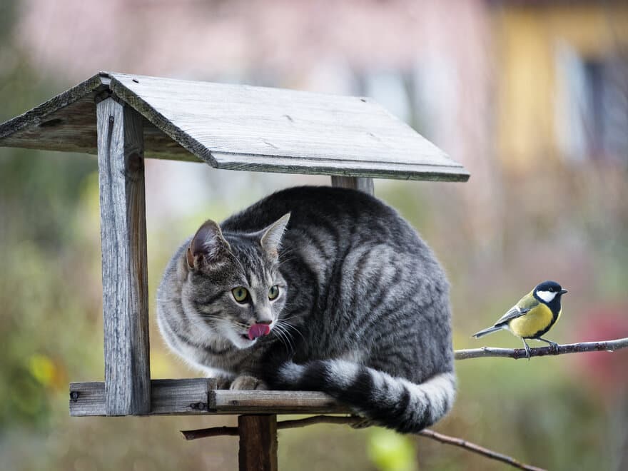 Katt på jakt etter en fugl.