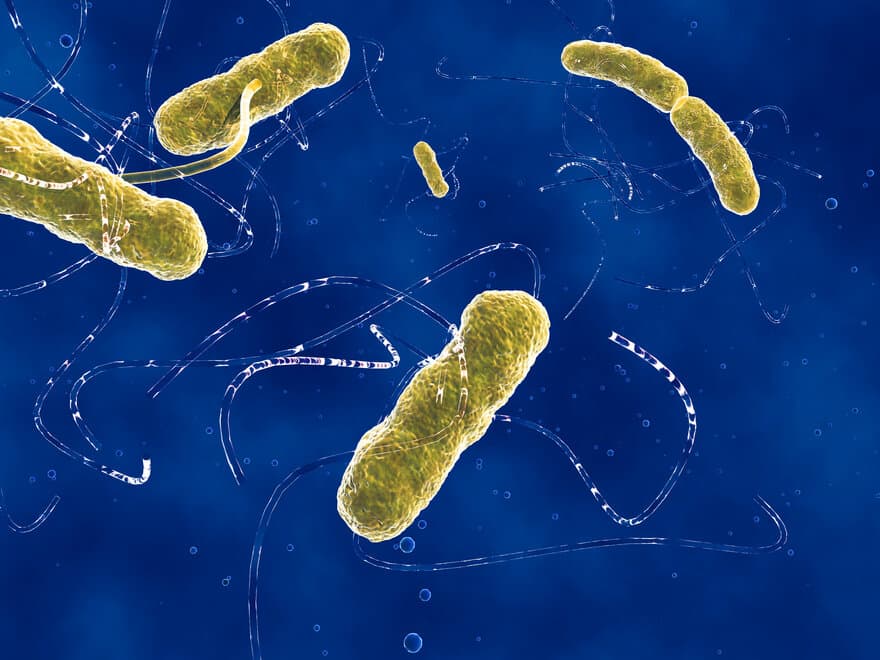 EHEC-bakterien
