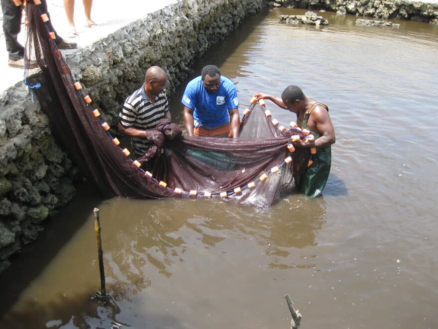 Eliezer Brown Mwakalapa fanger fisk i garn for å undersøke dem for miljøgifter.