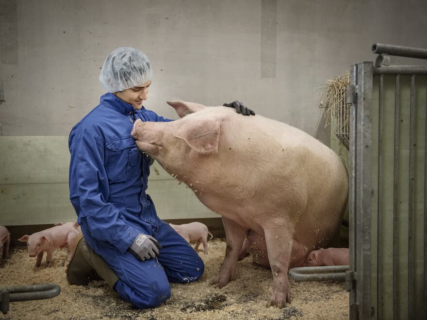 Amin Sayyari har undersøkt effekten av at gris får i seg muggsoppgiften DON.
