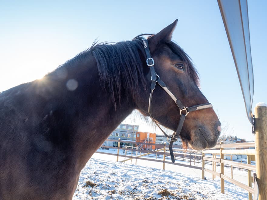 En av Veterinærhøgskolens hester i paddockene ved Dyresykehuset – hest.