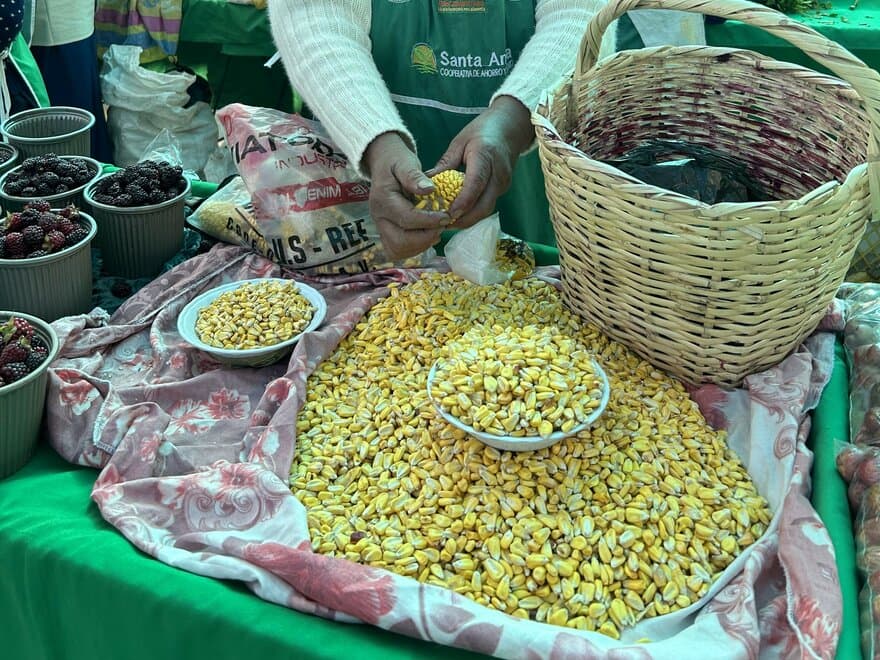 Maize for sale at Cotacachi’s agroecological market in Ecuador. November 2022.