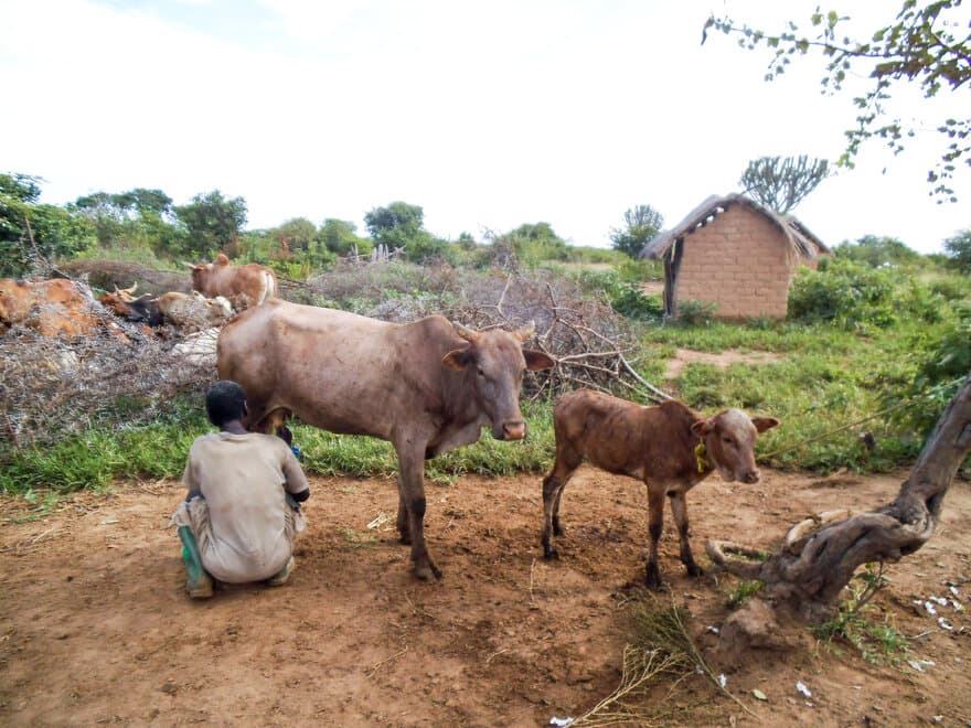 Reproduksjonsproblemer hos storfe er et stort problem for befolkningen i Tanzania.
