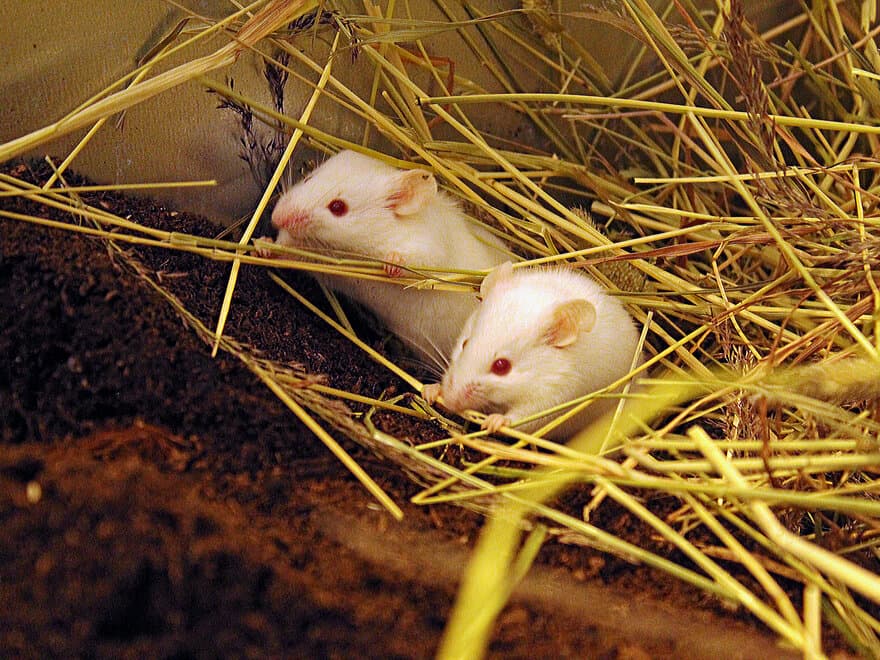 Fjøsmusene fikk en mer motstandsdyktig bakterieflora i tarmen enn det som er vanlig for lab-mus.