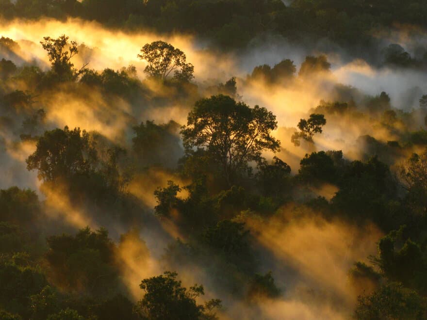 Amazon forest canopy at dawn in Brazil. 