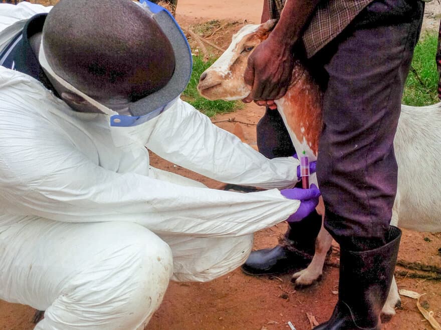Antistoffer mot ebolavirus og Marburgvirus ble påvist hos husdyr i Uganda. Det kan bety at husdyr blir mellomvert mellom ville dyr og mennesker. 