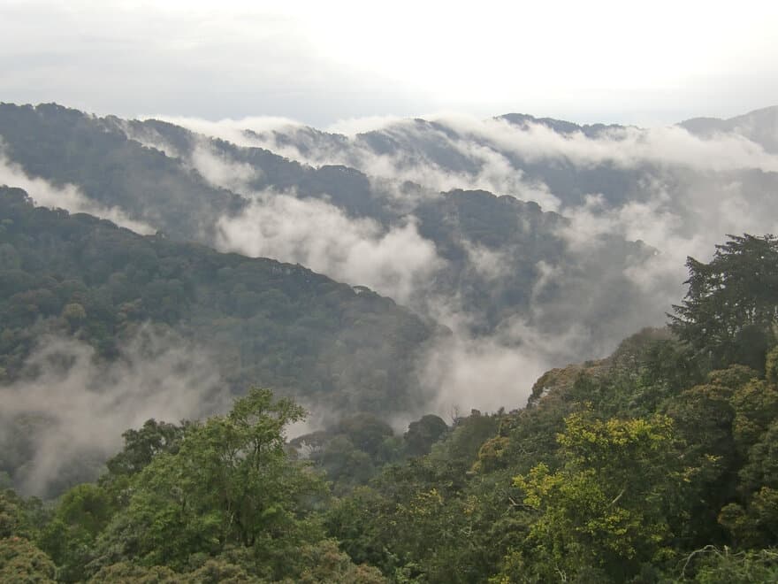 Montane forest in Rwanda.
