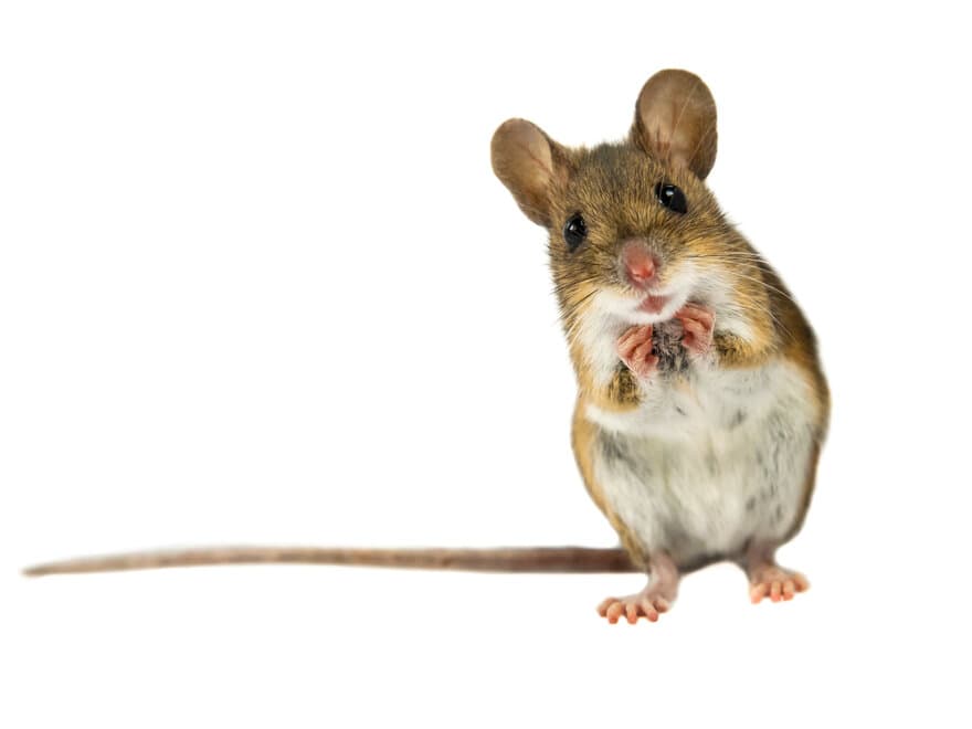 Genmodifiserte mus som blir utsatt for relativt lave doser gammastråling over tid tar skade av strålingen. 