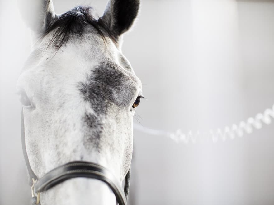 Dyreskehuset – hest søker hjelp til forskningsprosjekt.