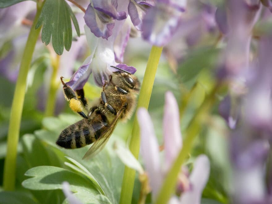 Bier har lidd av massedød, Colony collaps disorder (CCD). Noe av årsaken kan være bruk av visse typer plantevernmidler. Nå har forskere ved NMBU Veterinærhøgskolen fått frie forskningsmidler til å grundig undersøke hvordan spesifikke reseptorer i blant an
