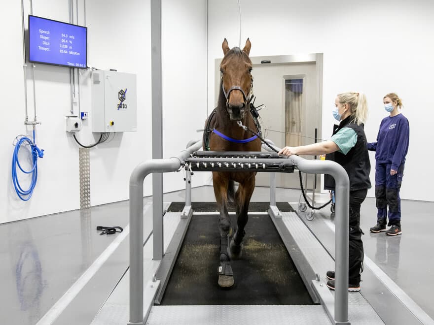 Sugar Road får målt EKG under belastning på tredemølla i Dyresykehuset – hest.