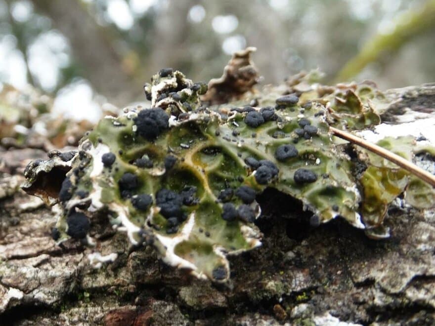 Lav infisert av parasitten Plectocarpon lichenum