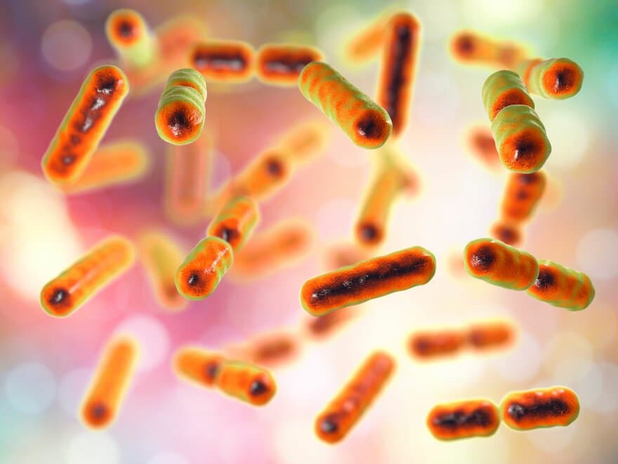 Tarmbakterien Bacteroides fragilis, en av de viktigste komponentene i normal mikrobiom av human tarm.