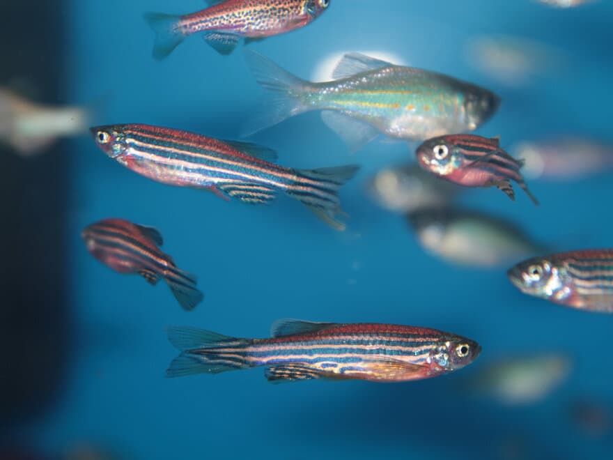 Ved epigenetiske endringer grunnet stråling, kan avkommet arvet endringene inntil ett år etter at sebrafisken ble utsatt for strålingen.