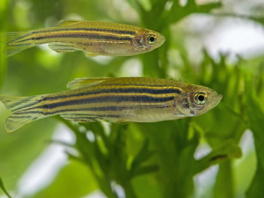 Sebrafisk som er utsatt for mijøpåvirkninger har ettervirkninger i generasjoner etterpå, viser doktorgradsavhandling.