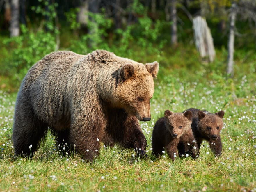 Bjørnemor med unger