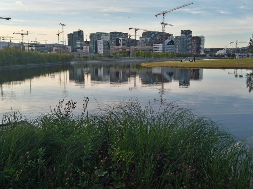 Ikke bare til pynt: Selv i grunne vannspeil midt i byen, som her i Middelalderparken i Oslo, kan det legges til rette for økt biomangfold. Foto: Maritza Ilich Mauseth