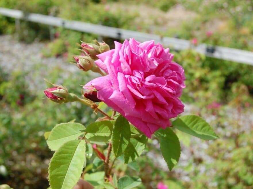 Molderosa var forsvunnet, men ble funnet igjen i Roseaksjonen og er nå bevart i rosesamlingen ved UMB. 