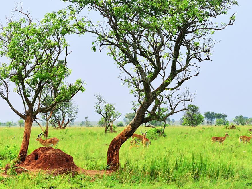 Antiloper som beiter på morgenkvisten i Uganda. 