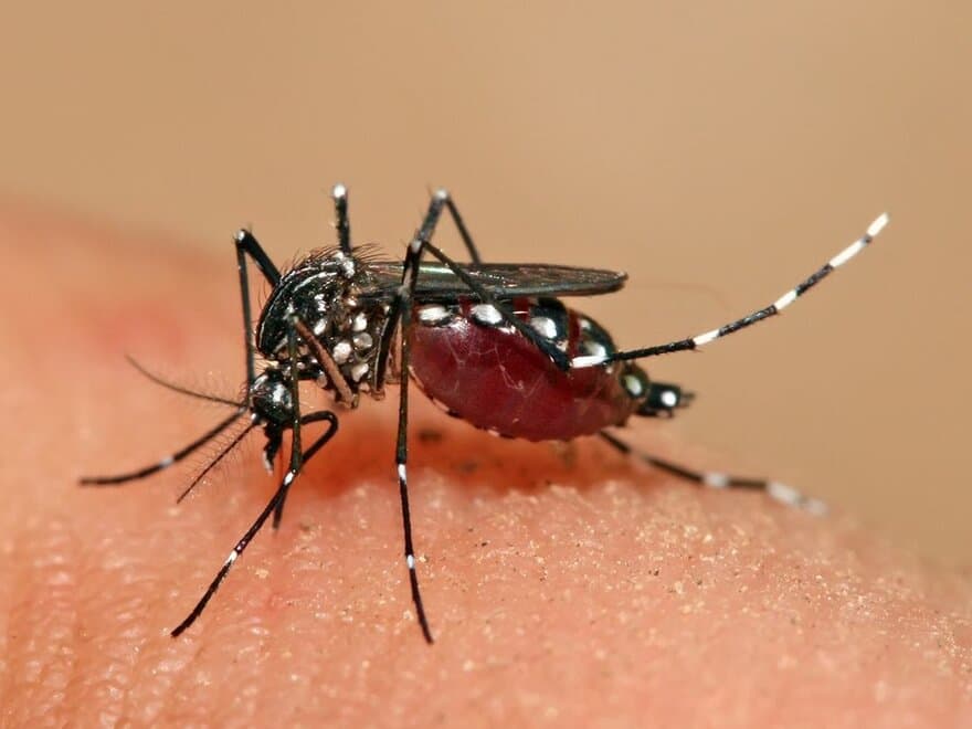 Aedes aegypti - kan overføre dengue, Zika, chikungunya og gulfeber.