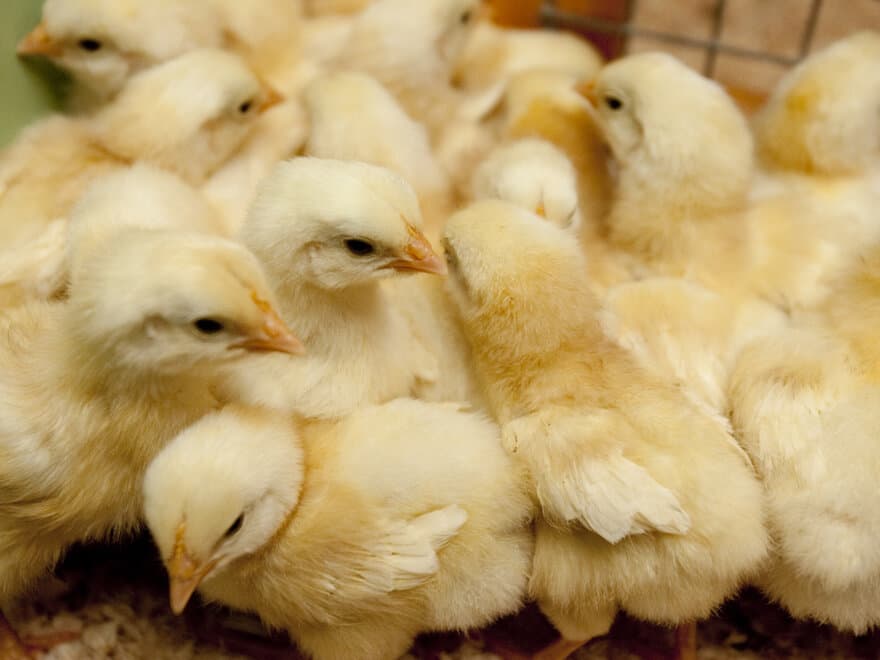 We need more knowledge on how yeast as a protein source will affect the growth performance and health of chickens and other monogastric animals.