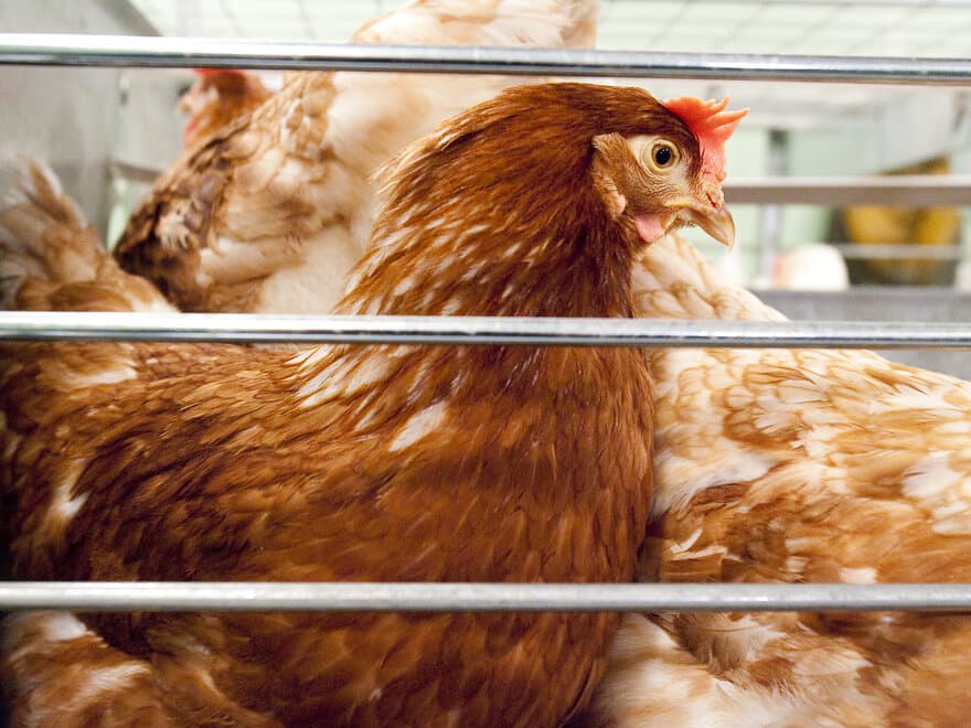 Ved Veterinærhøgskolen skal det forskes på hønenes stressfølsomhet, helse og kognitive evner.