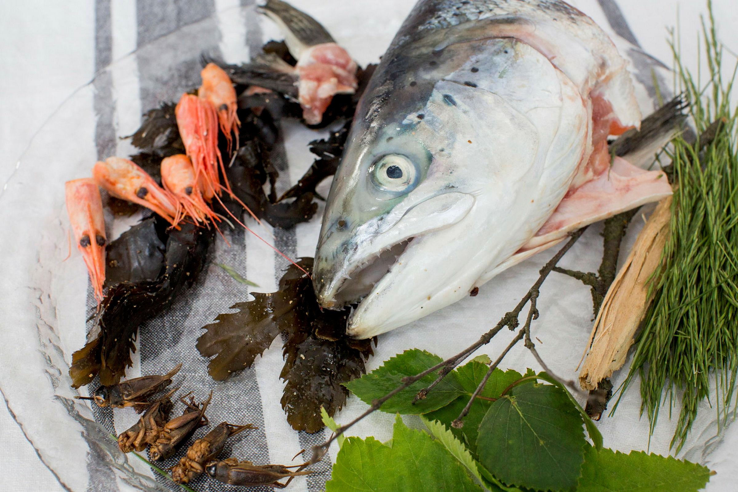 Bildet viser " fremtidens mat " representert ved fiskeavfall
fiskehode, finner, rekehoder, gresshopper, treverk, kvister, gress og tang