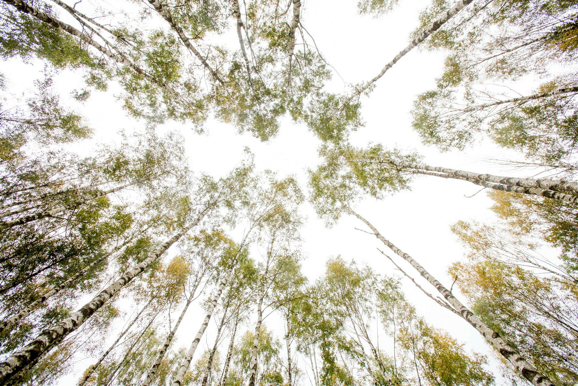 Bildet er skogbeplantning langs Eldorveien på Ås