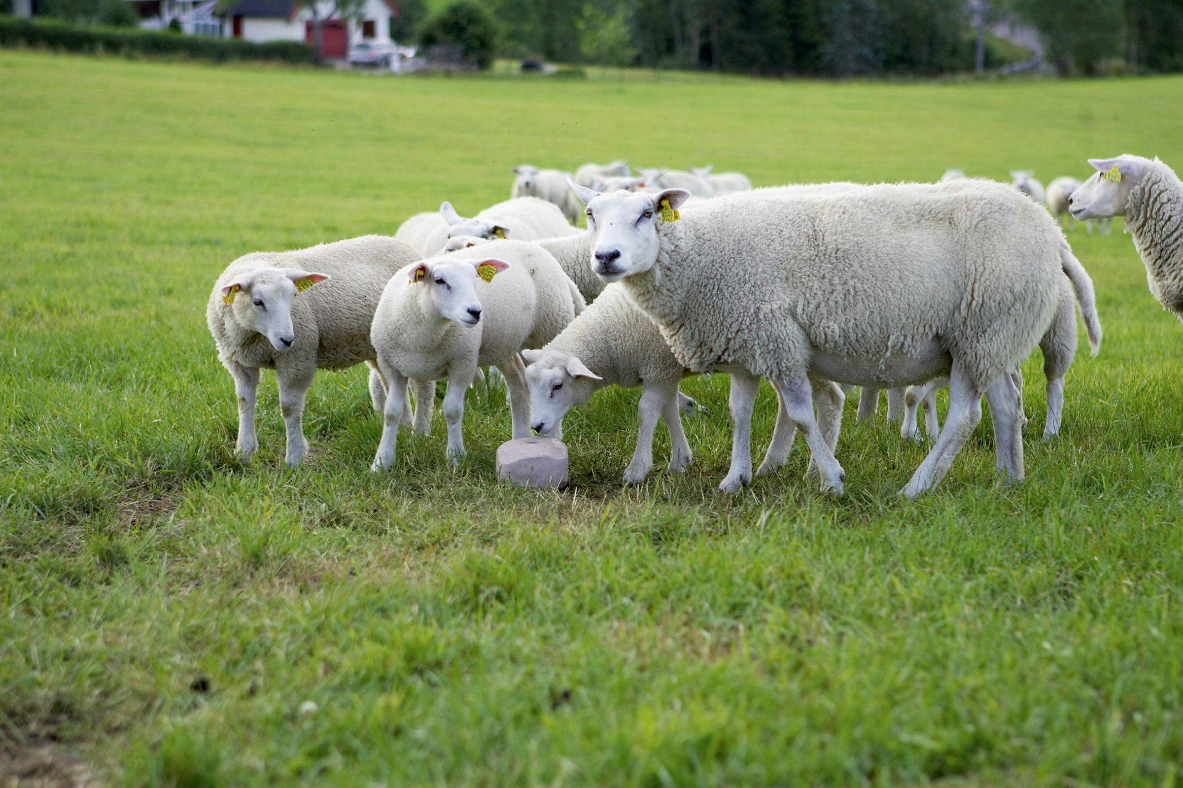 Sauer på beite ved UMB (Norderås)