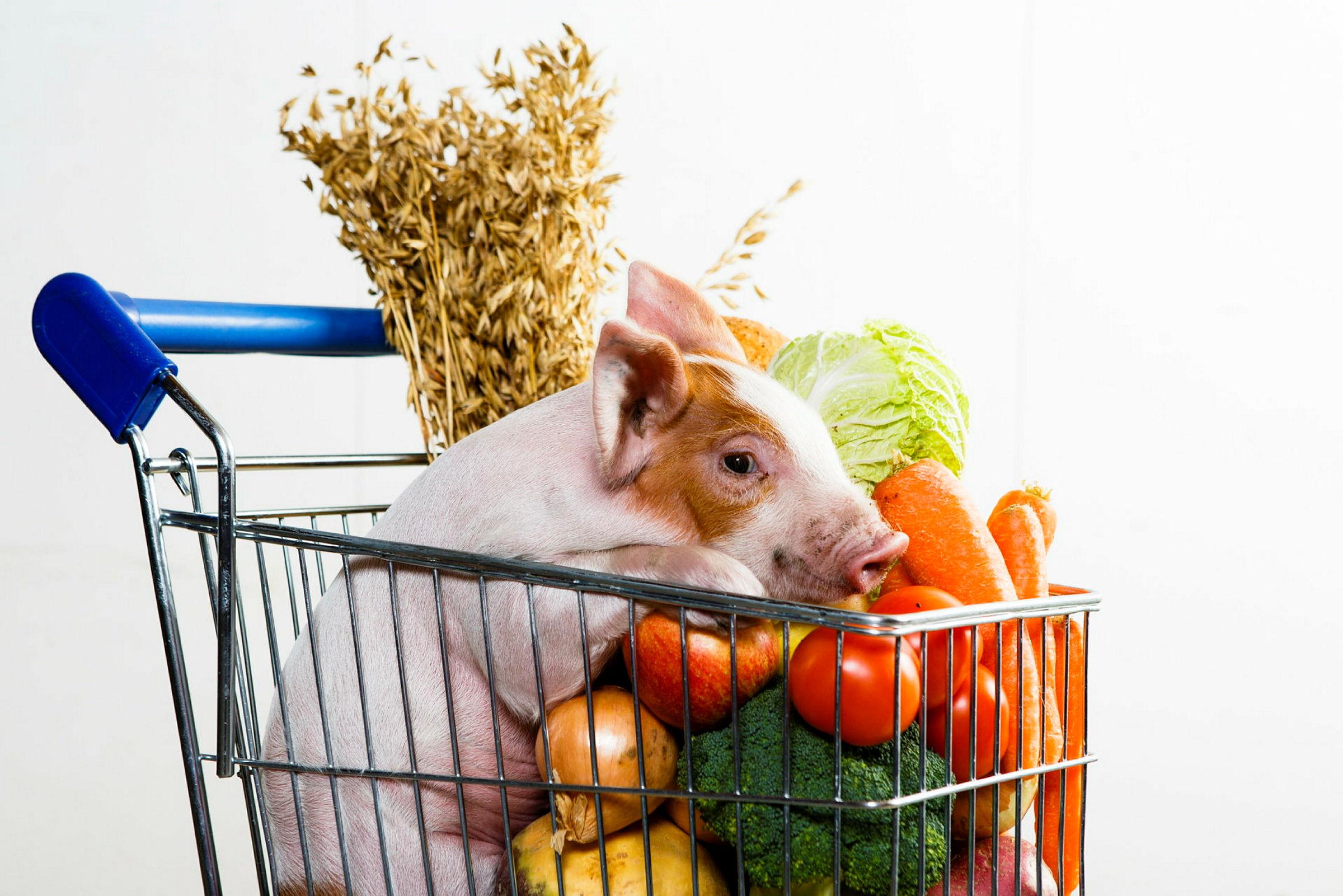 Gris med matvarer i handlekurv. Illustrasjonsfoto for Husdyrfag. Tatt i grisefjøset ved UMB.