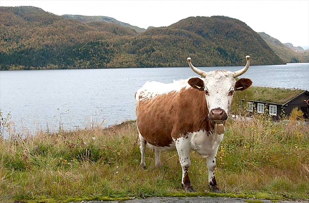 Foto:  Anna Rehnberg, NIBIO, Norsk genressurssenter 