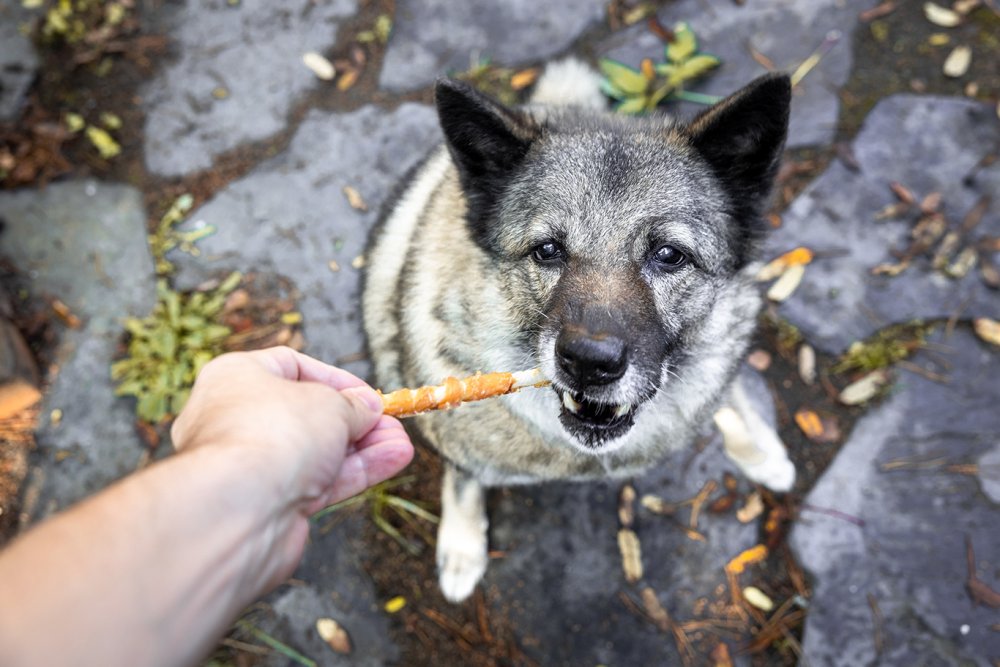 Bildet viser en hund som får en godbit av tørket kylling.